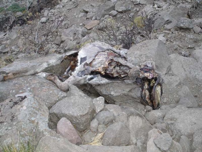 Dead donkey