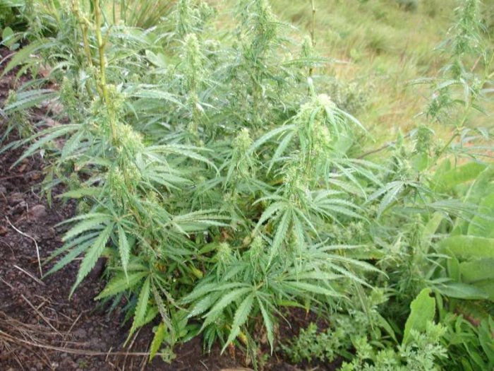 Dagga plant