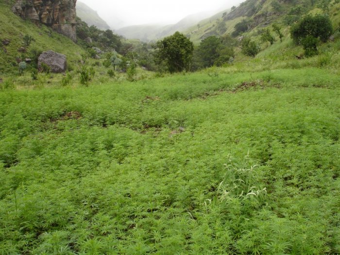 Dagga Plantation