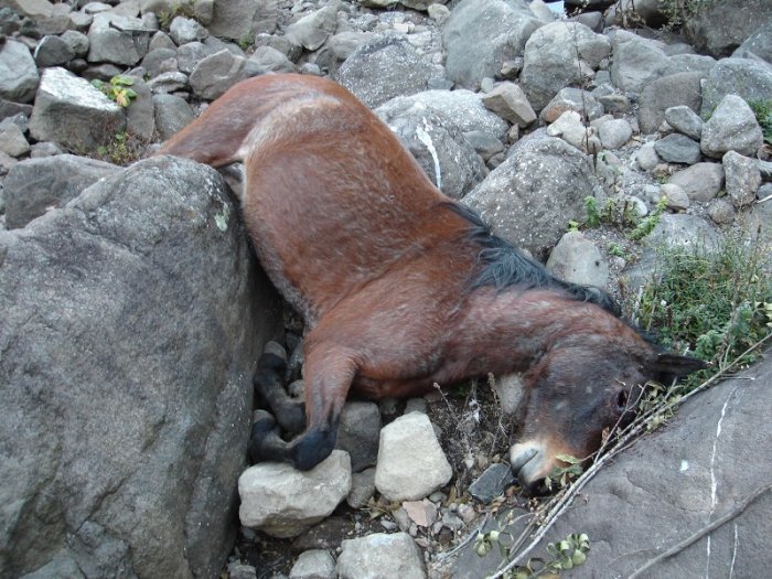 Dead Horse on Icidi