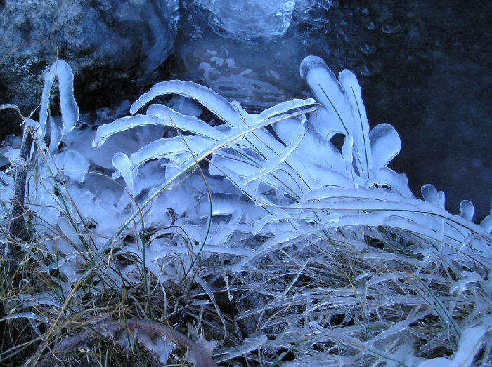 Iced Grass