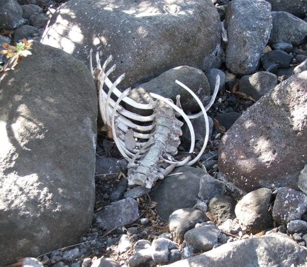 human skeleton