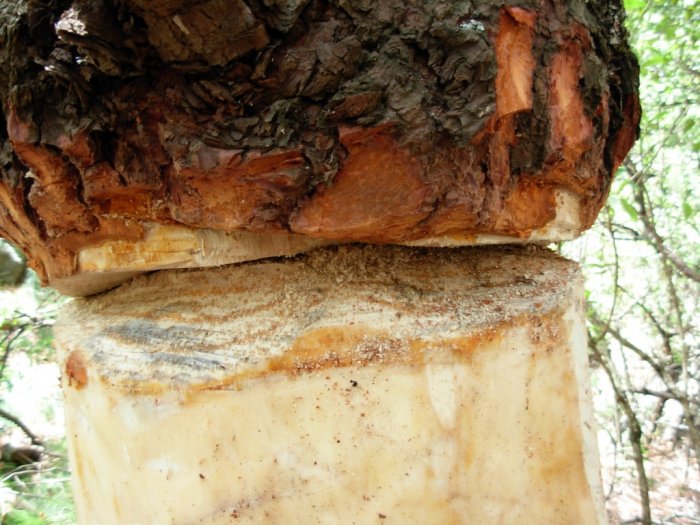 Pine near Junction Cave