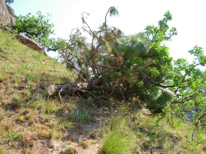 Pine on route to Grindstone Cave