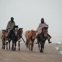 Shepherds in the mist