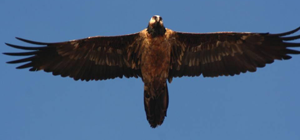 sc-krueger---beardedvulture.png