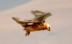 sc-krueger---beardedvulture.png