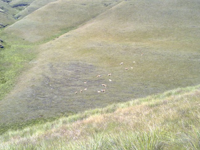 Eland Herd - Highmoor