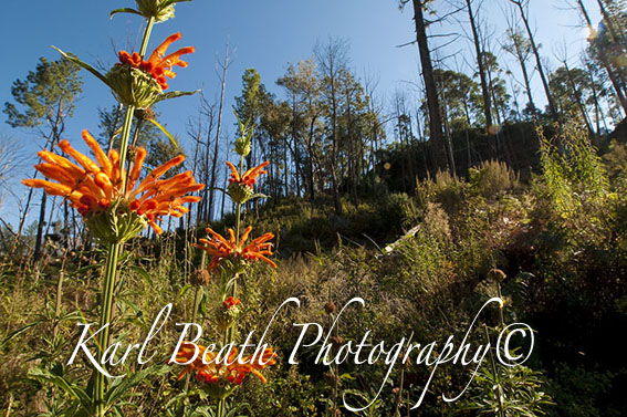 Rehabilitation 4 -Karl Beath©