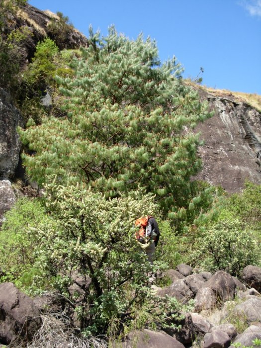 Pine near Junction Cave