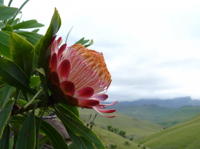 Proteas in Didima Gorge