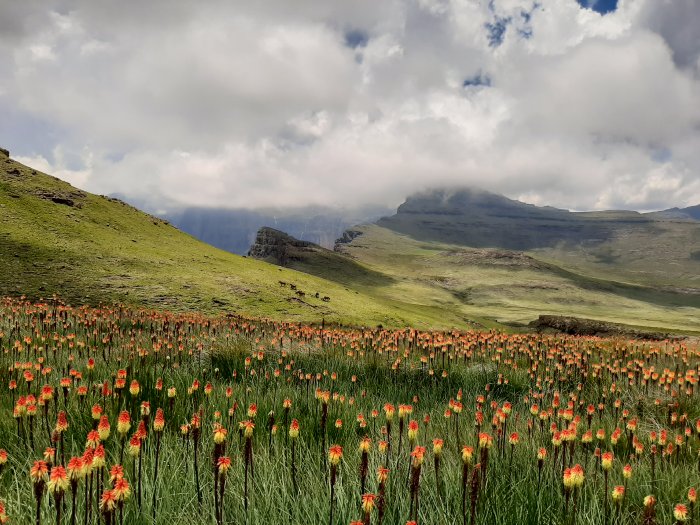 Wild flowers and wild horses