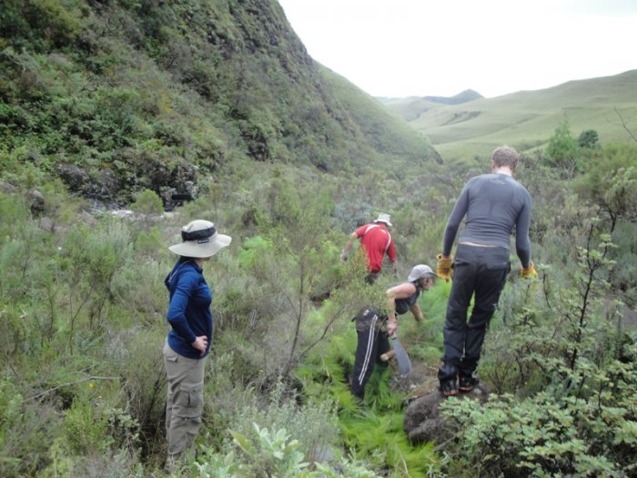 Juvenile pines around a female tree