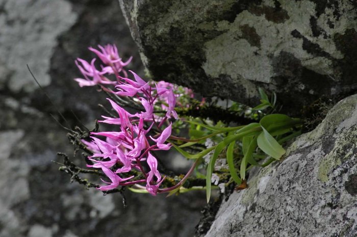 All Creatures Great & Small